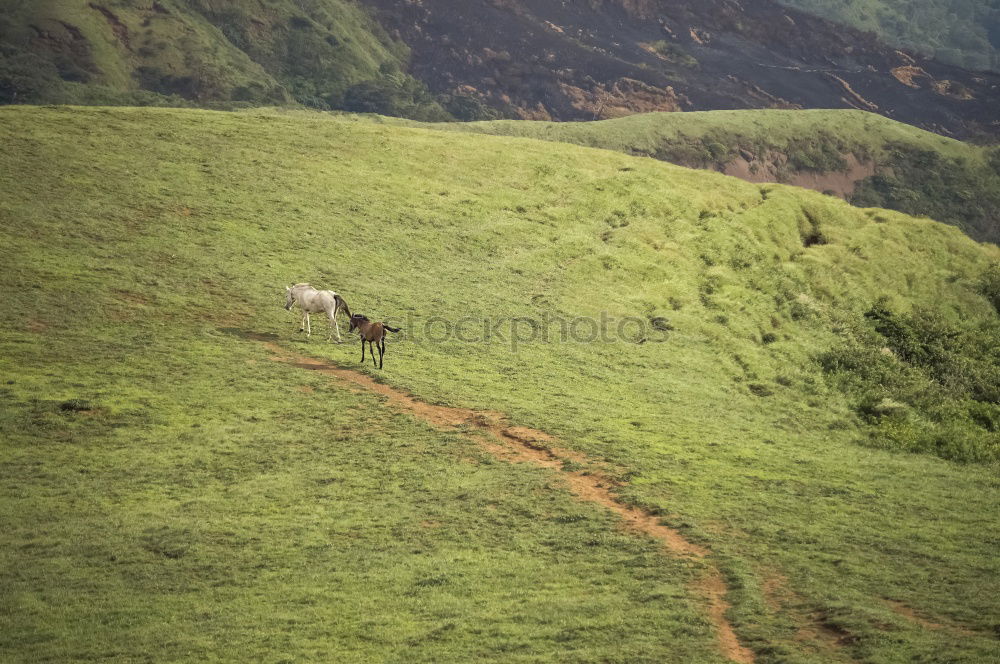 Similar – Image, Stock Photo A long way through the green