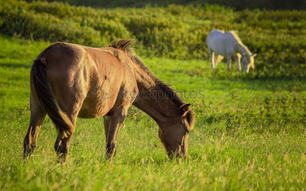 Similar – Two ponies playing Summer