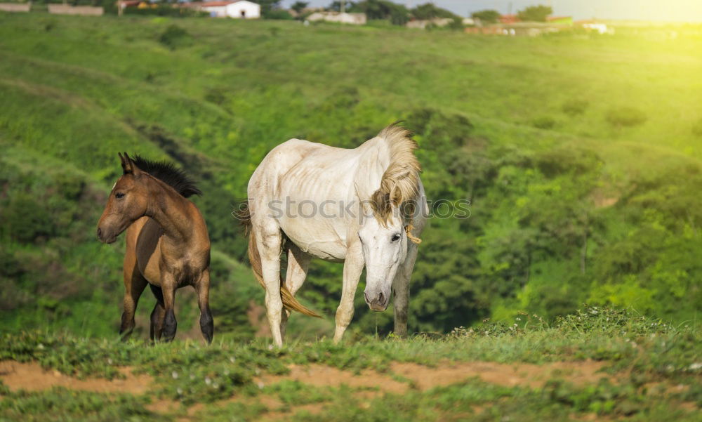 Two ponies playing Summer