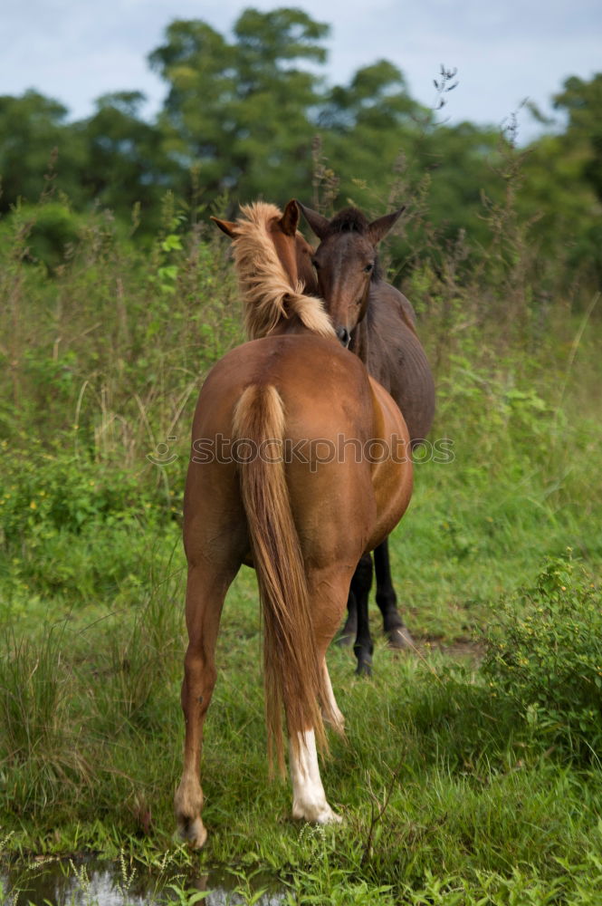 Similar – Image, Stock Photo forbidden love Beautiful