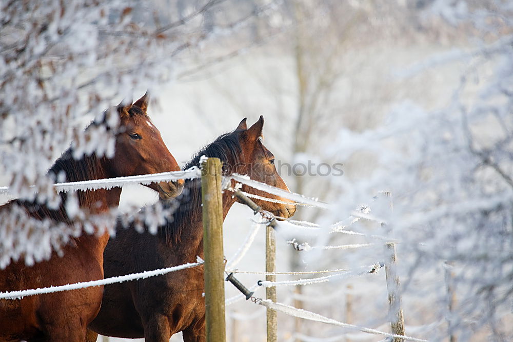 Similar – Foto Bild Zwei Personen reiten Pferde im Winter