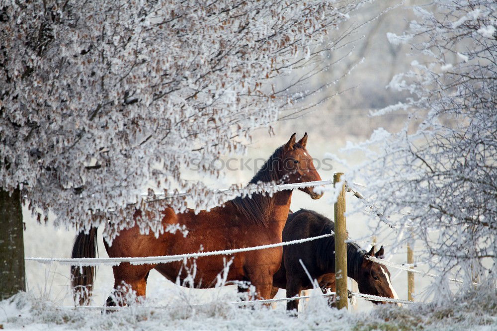 Similar – Image, Stock Photo Two horses Winter Nature