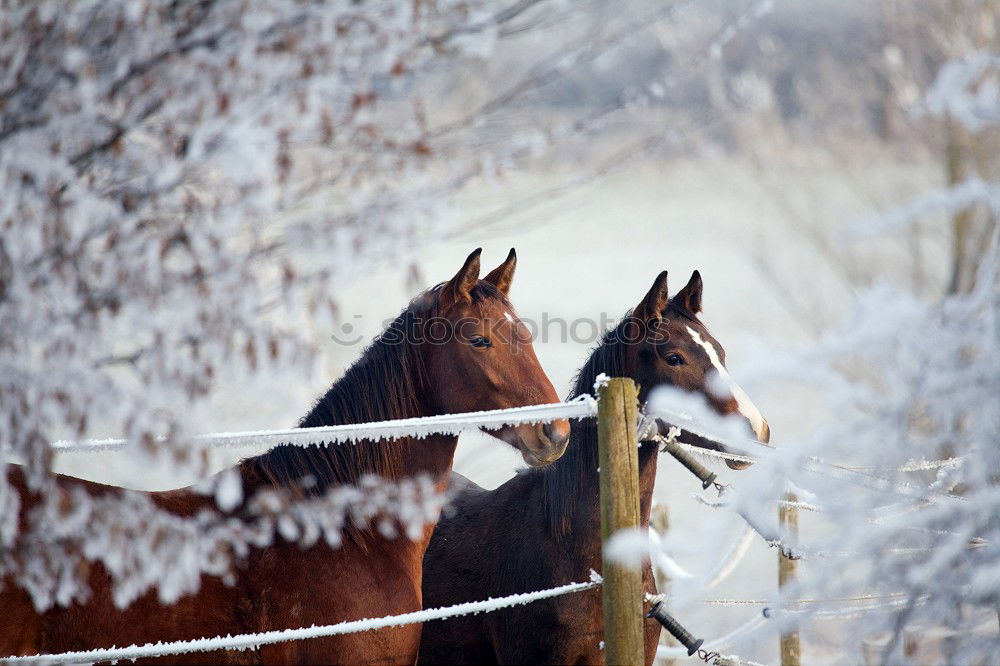 Similar – Image, Stock Photo Two horses Winter Nature