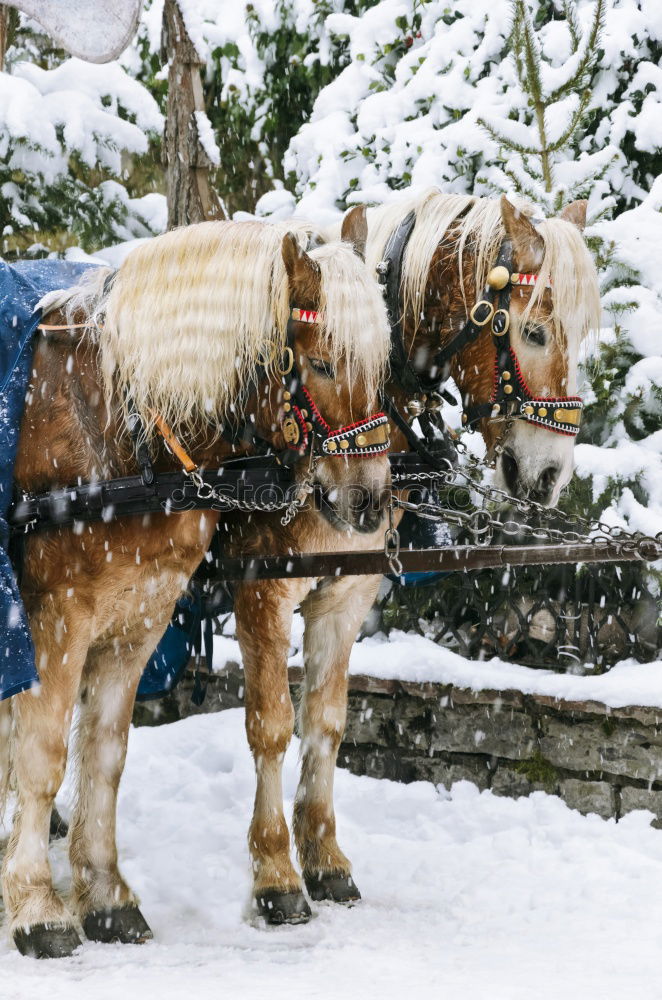 Similar – Friendly horse Animal