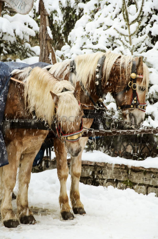 Similar – Friendly horse Animal