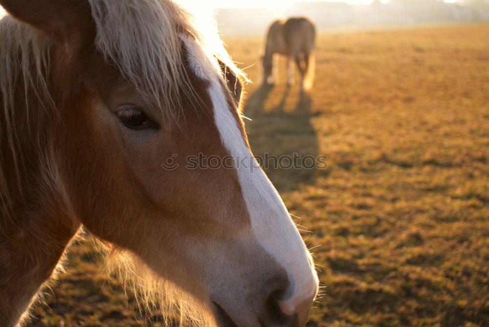 Similar – herd of horses Horse Brown