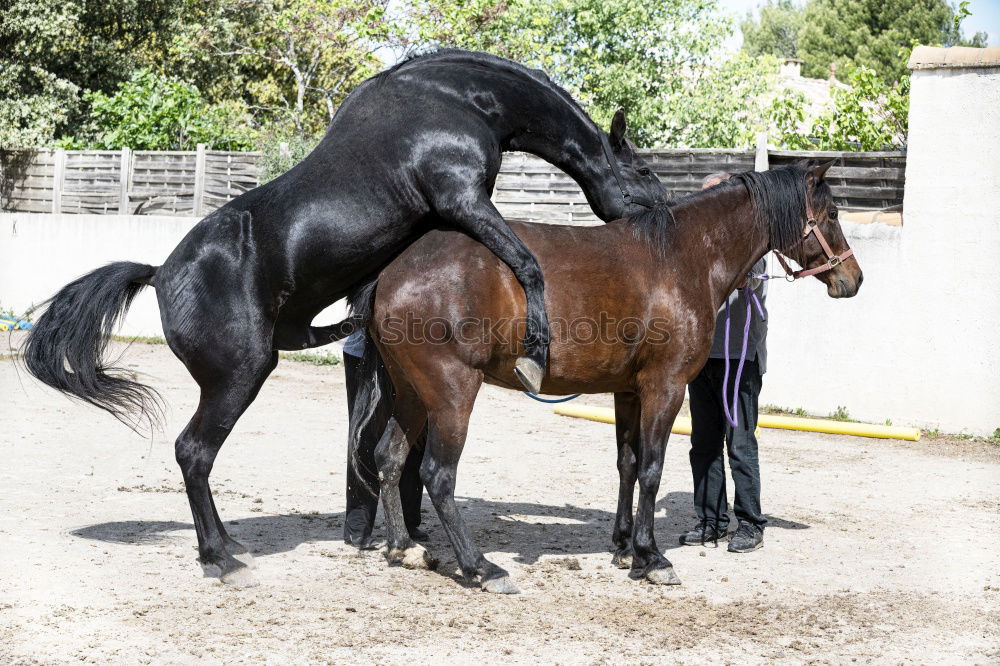 Similar – Image, Stock Photo Beautiful black stallion rises