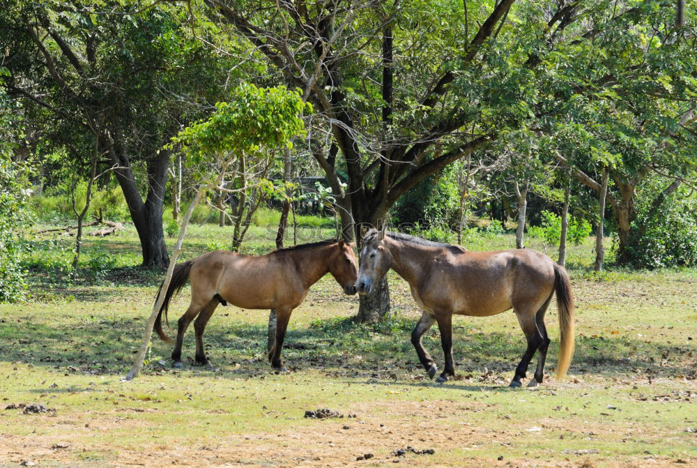 Similar – Image, Stock Photo Mule portrait, Sri Lanka