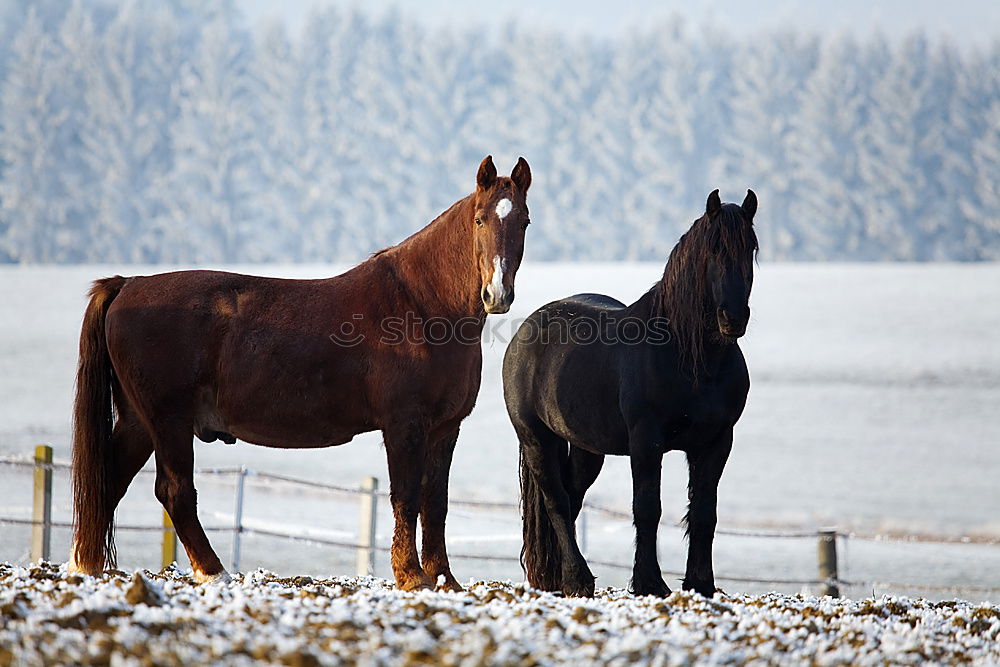 Similar – Foto Bild Zwei Personen reiten Pferde im Winter