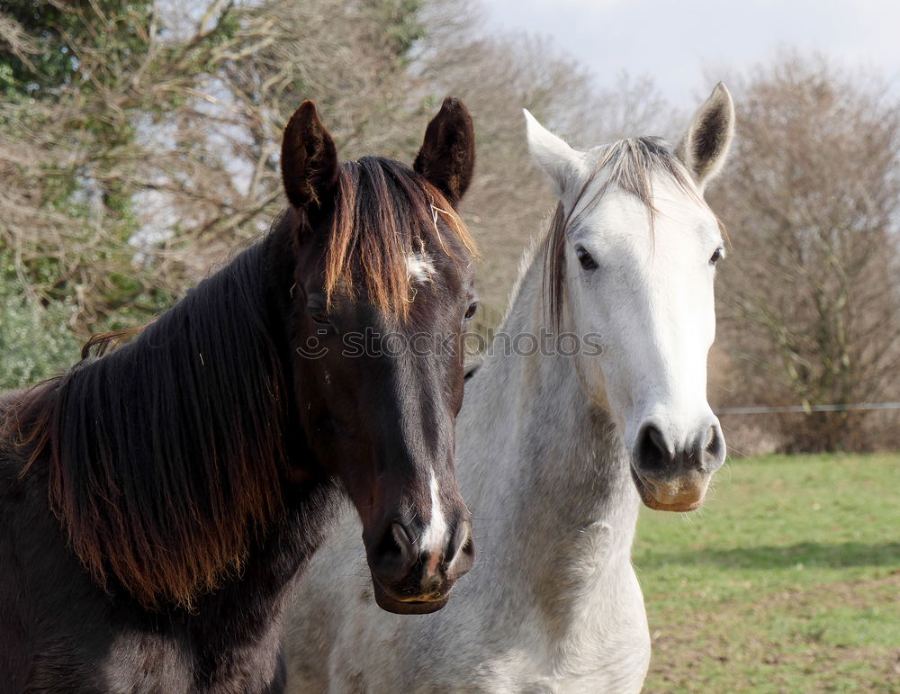 Similar – Horses in early fog II