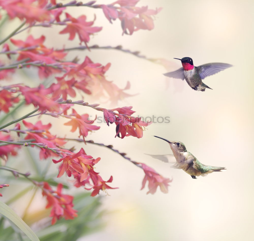 Similar – Image, Stock Photo little tit in a flowering tree