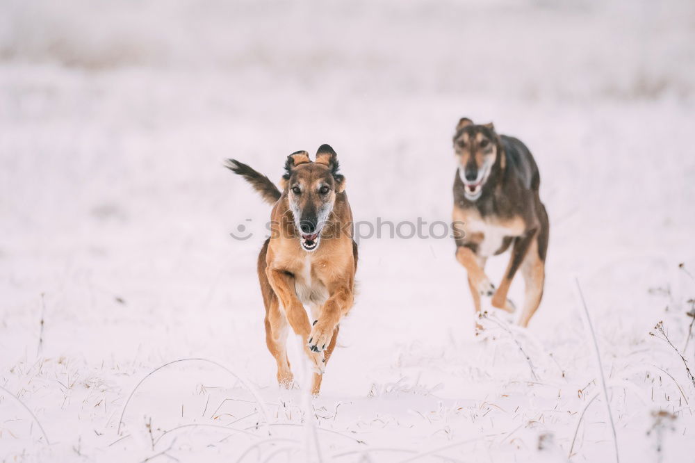 Similar – Image, Stock Photo Colourful hustle and bustle in the snow