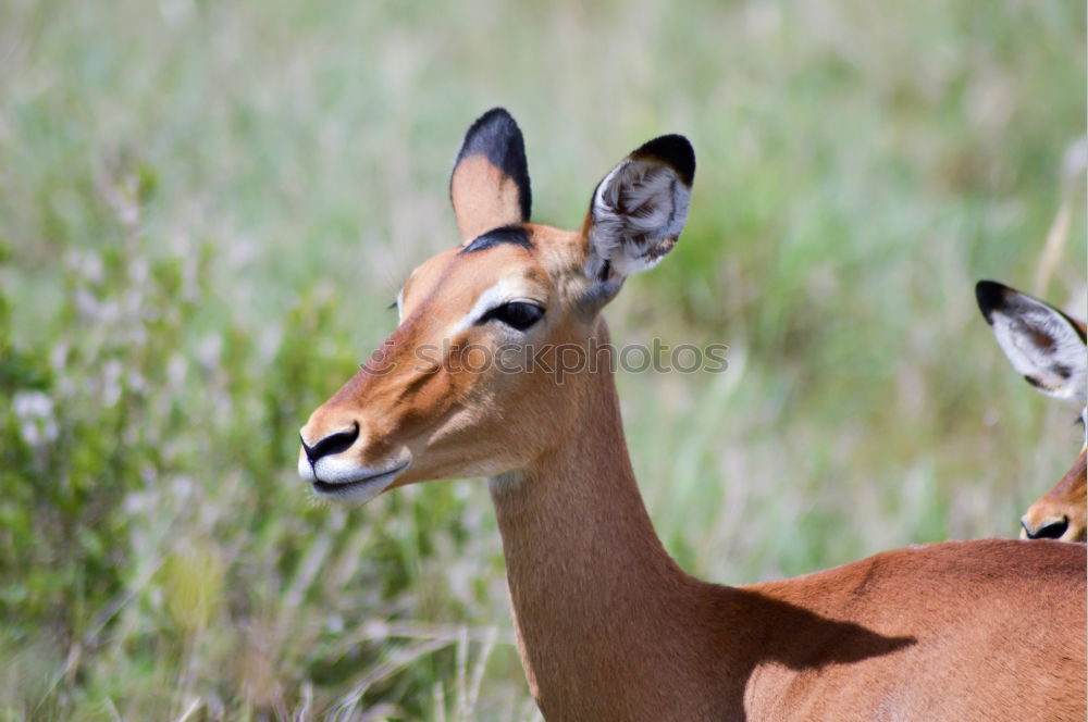 Similar – Image, Stock Photo We are family Meadow