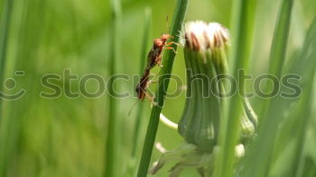 Similar – leaf Leaf Grass Green