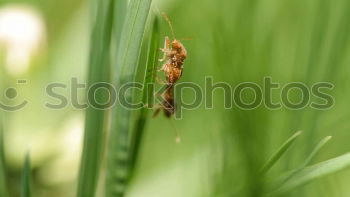 Similar – deadHopper Insect Locust