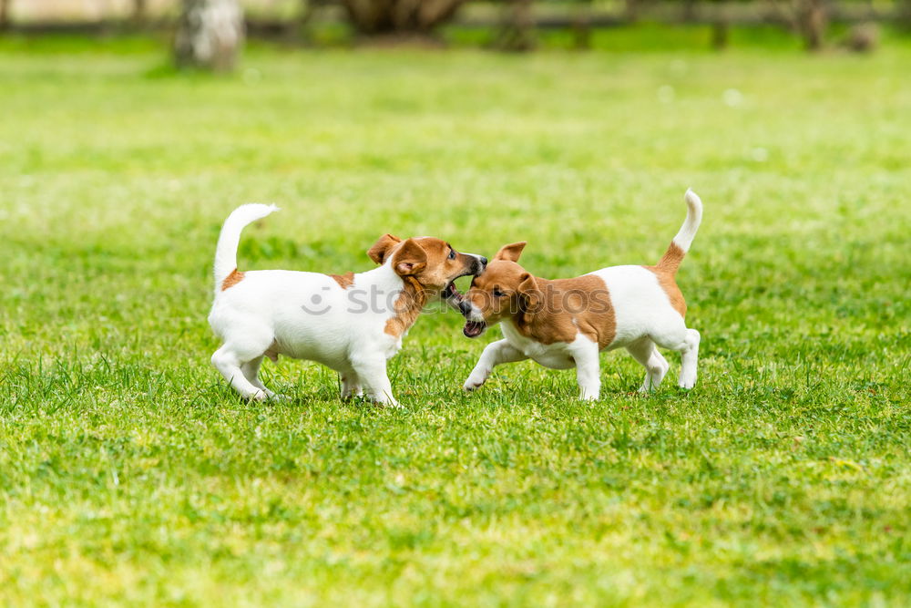 Similar – close up of two dogs playing on a hill. Boxer dogs.