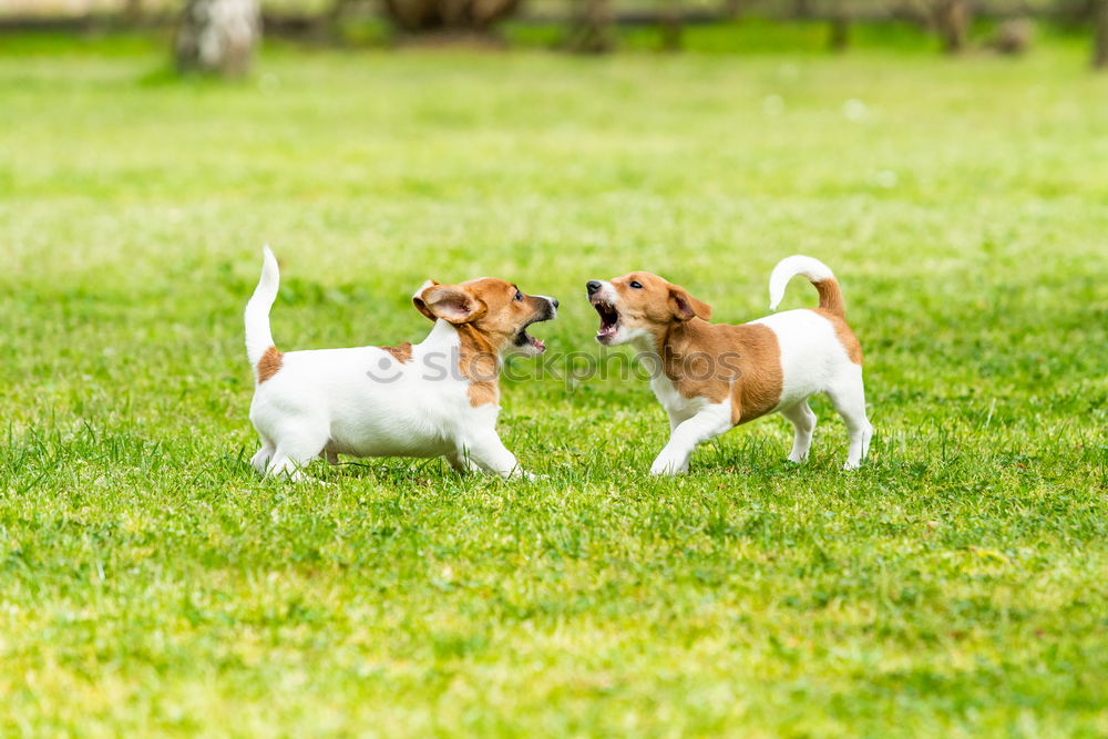 Similar – Image, Stock Photo Curious puppies Animal Pet