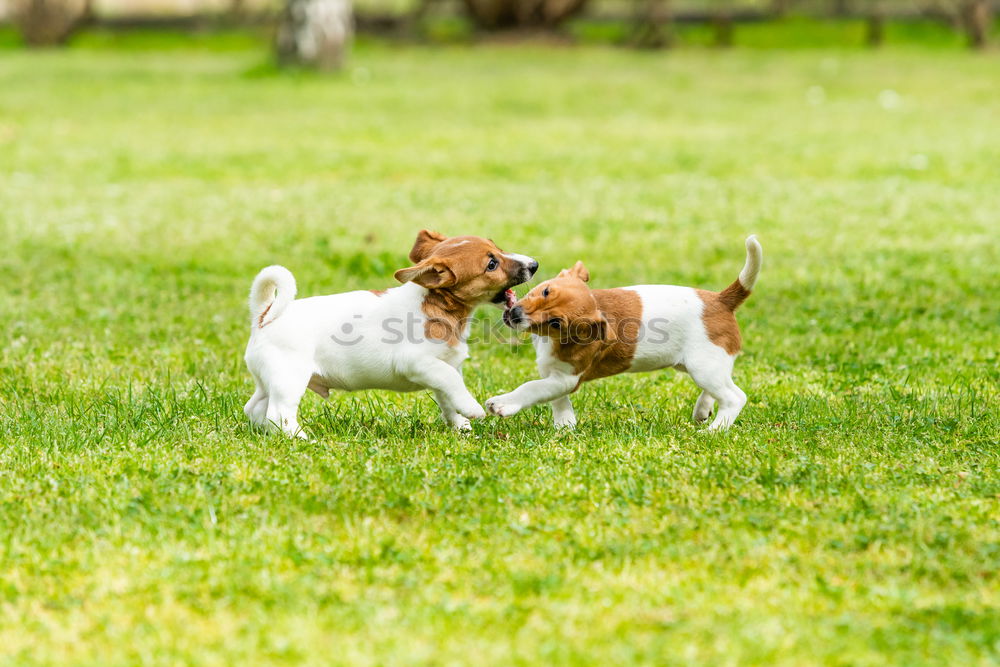 Similar – close up of two dogs playing on a hill. Boxer dogs.