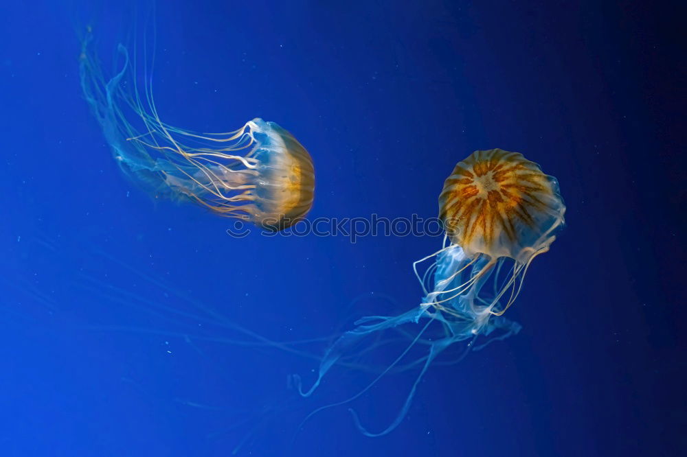 Similar – jellyfish Jellyfish