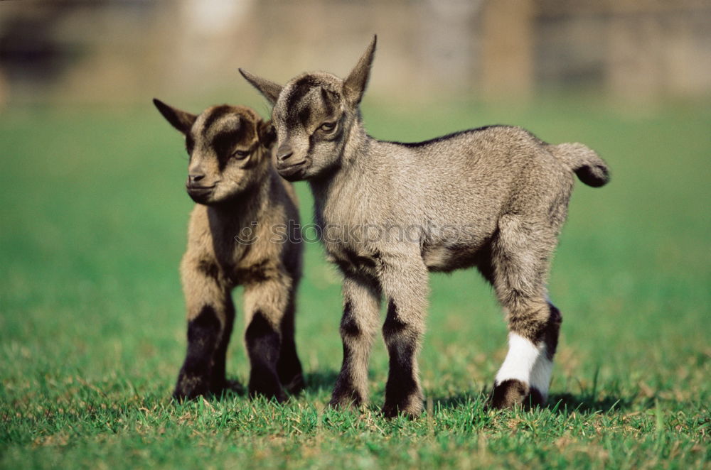 Similar – Przewalski’s foal Spring