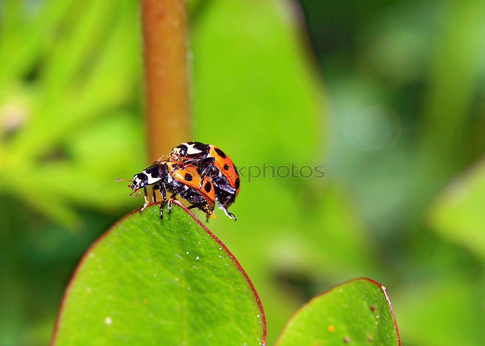 Similar – Image, Stock Photo peep bugs Bow