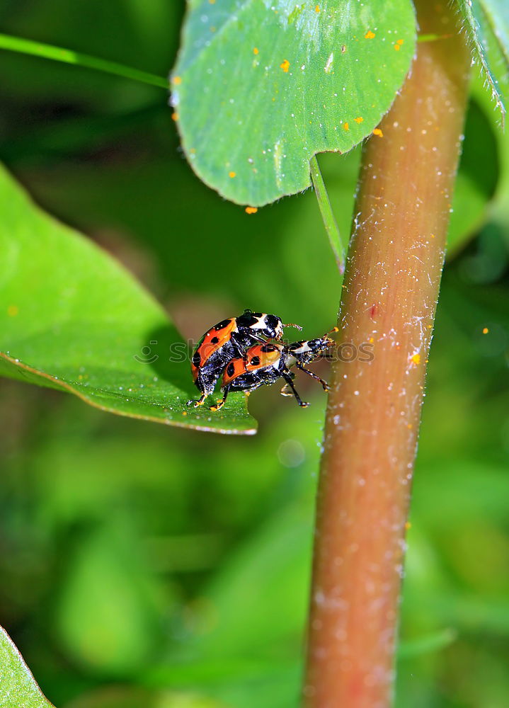 Similar – Image, Stock Photo peep bugs Bow