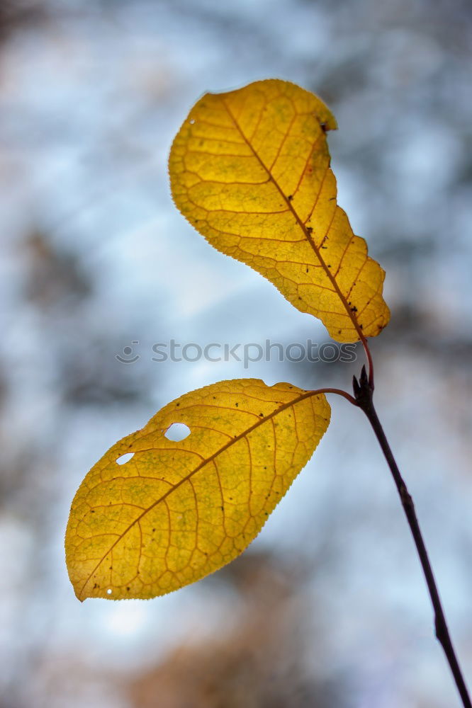 Image, Stock Photo summer rain rose Plant