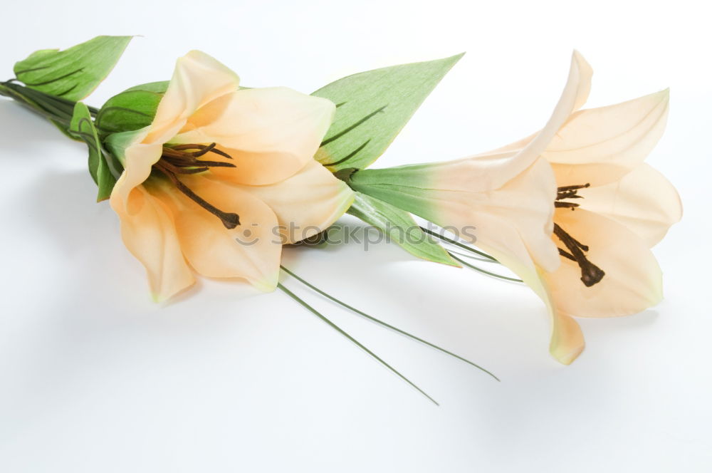 Similar – Image, Stock Photo Flowers and old scissors on wet wooden table