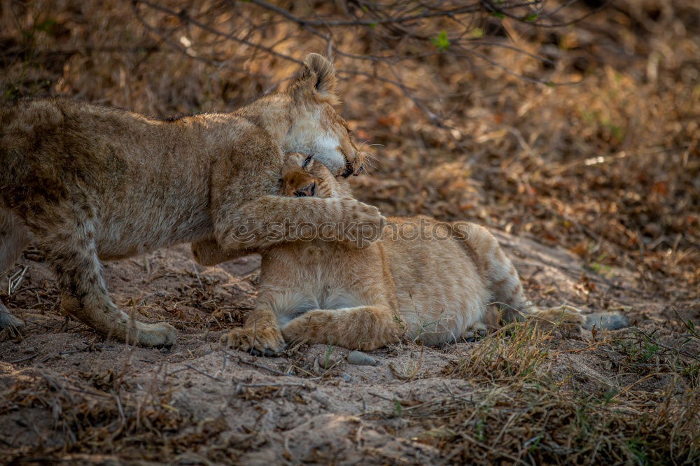 Similar – Image, Stock Photo Love, fight, play, courtship display