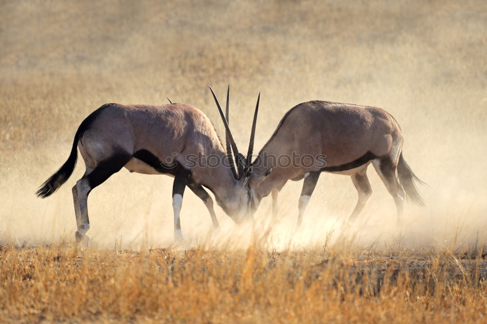 Similar – Image, Stock Photo Africa Environment Nature