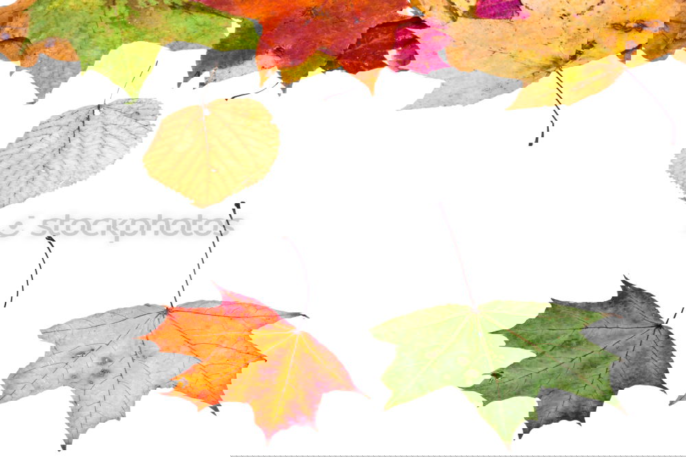 Similar – Image, Stock Photo in love in autumn Plant