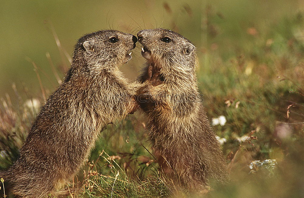 Similar – Image, Stock Photo is this love? Animal Pelt