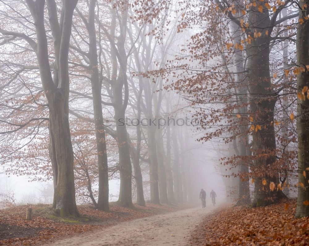 Similar – Image, Stock Photo Duvenstedt Brook Trip