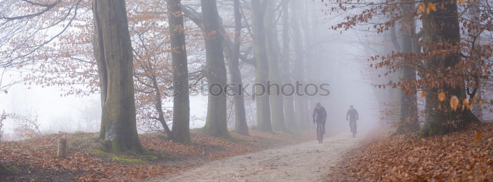 Similar – foggy woods #2 Fog