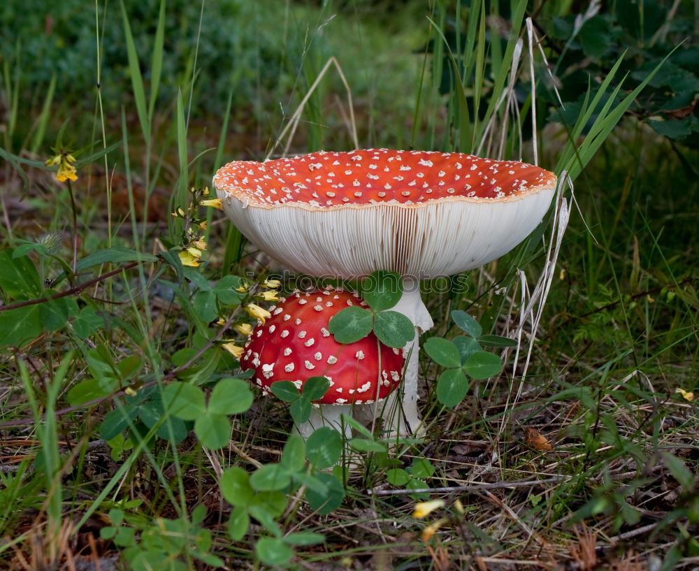 Similar – three toadstools