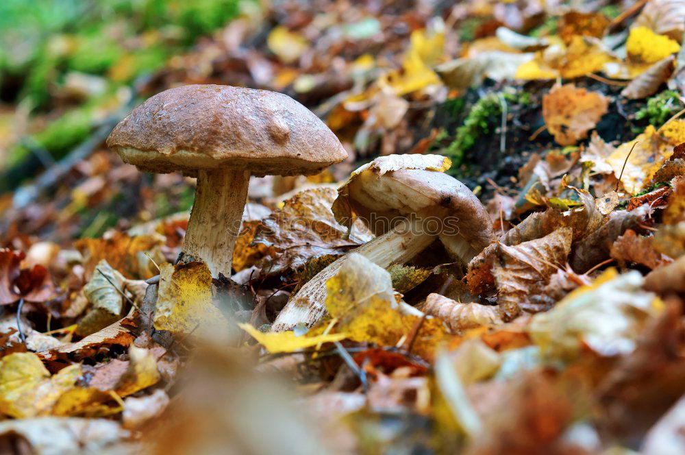 Similar – Image, Stock Photo toad migration Meadow