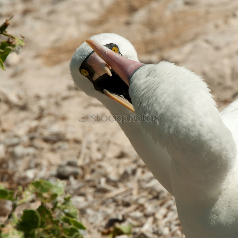 Similar – Foto Bild Ärgernis Möwe Silbermöwe