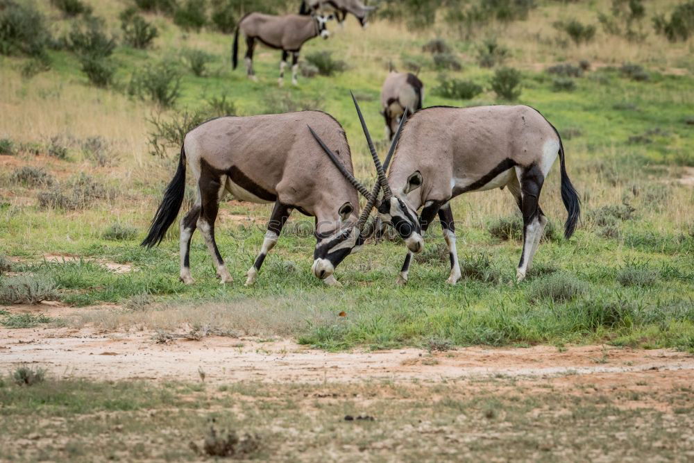 Similar – Crossing of two antelopes in the savannah