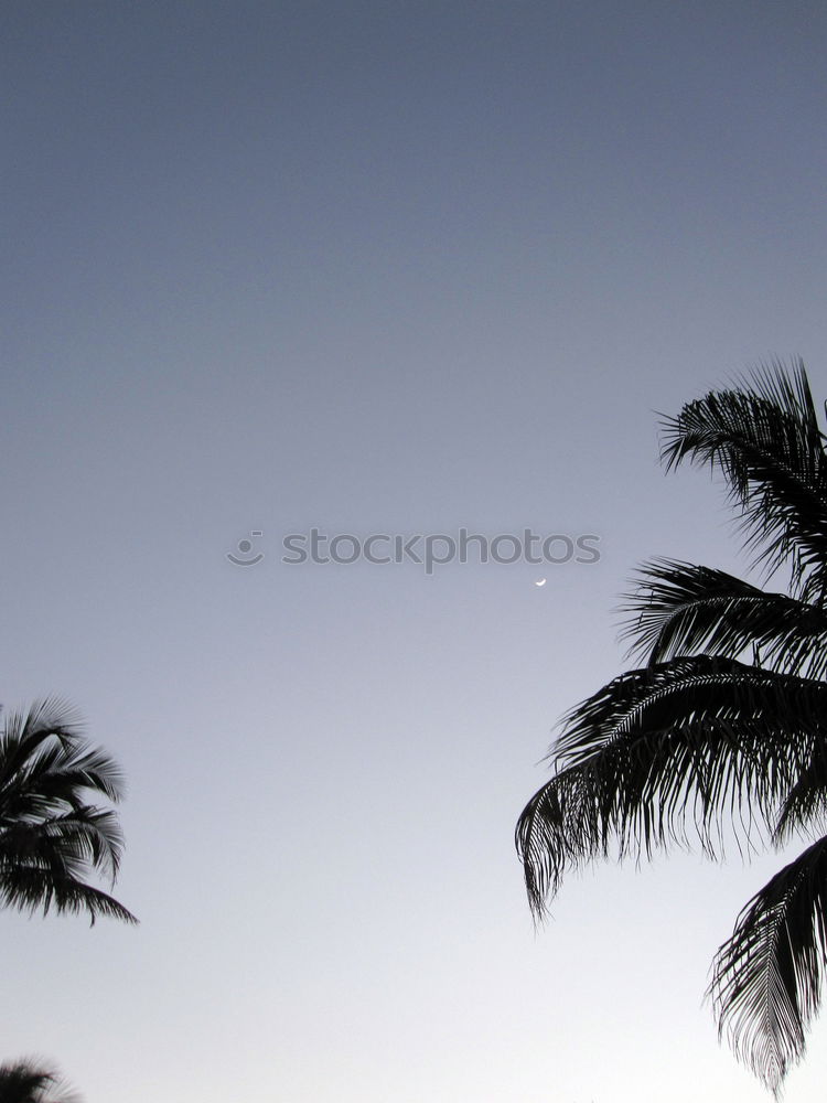 Similar – Sunset Caye Caulker