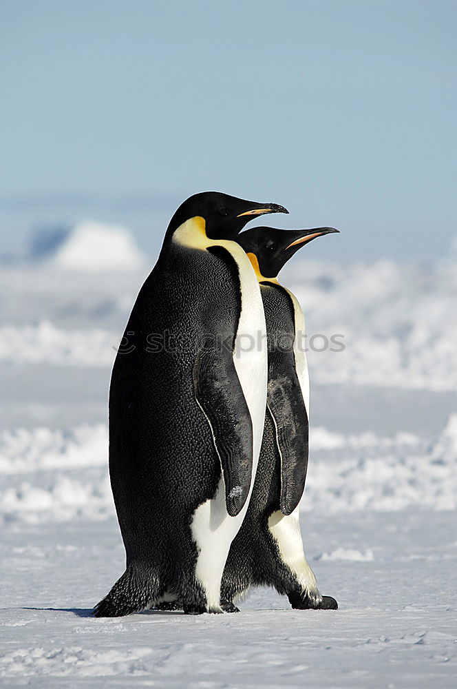 Similar – poser in a tailcoat