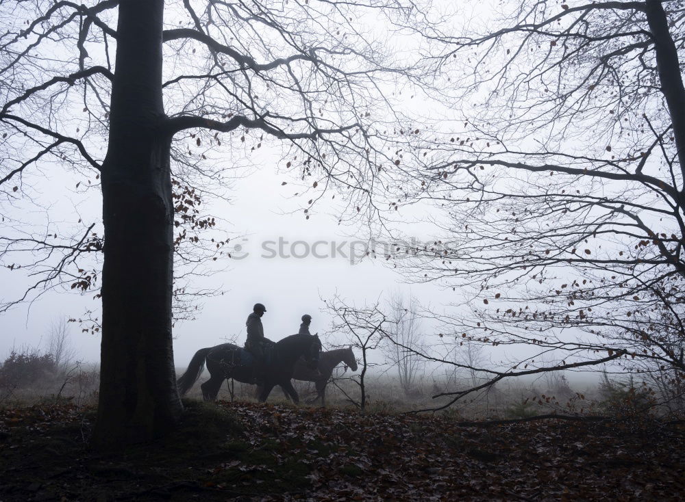 Similar – Image, Stock Photo small dog, big forest