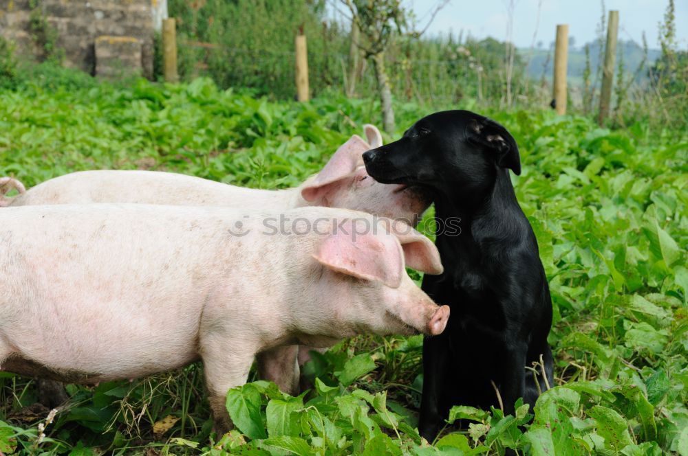 Similar – Image, Stock Photo Spotted pigs outdoors Meat