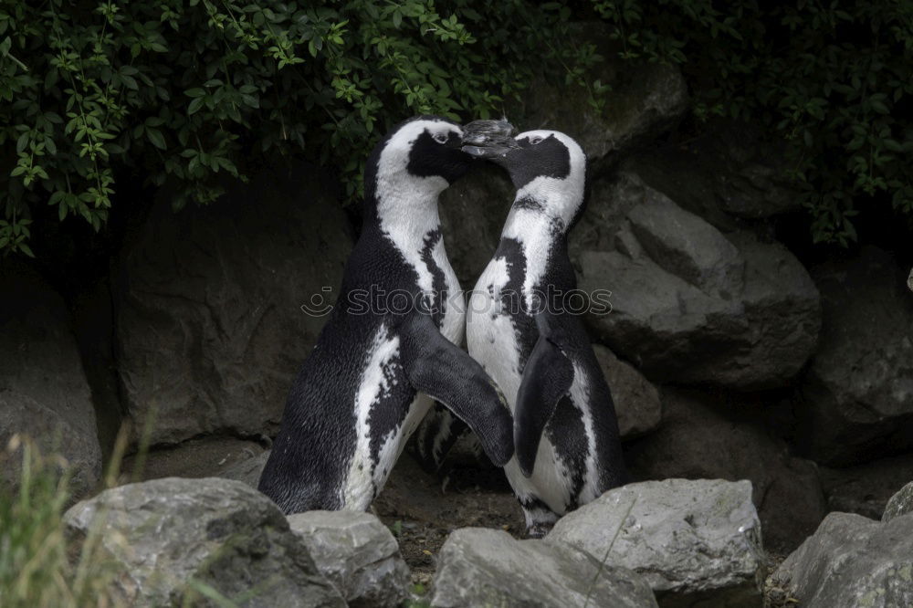 Similar – Foto Bild pinguin/2 Pinguin kalt Zoo