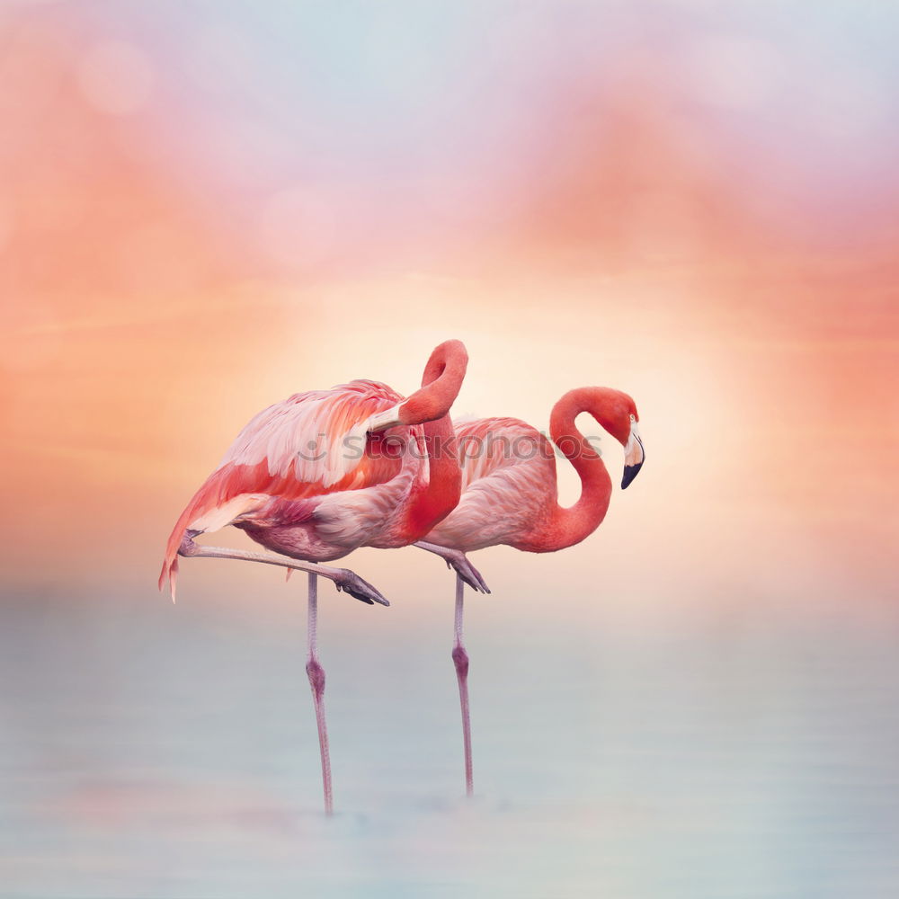 Similar – Image, Stock Photo 2 flamingos striding along the shore of a lake