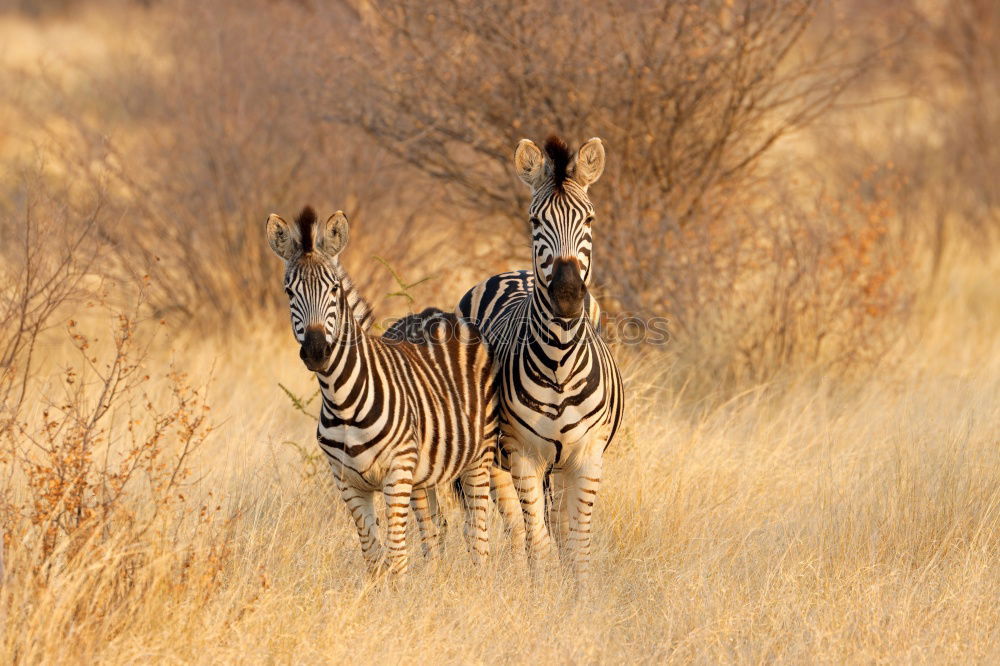 Similar – Zebras in Southafrica