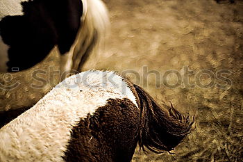 Similar – Image, Stock Photo inequalities Tree Grass