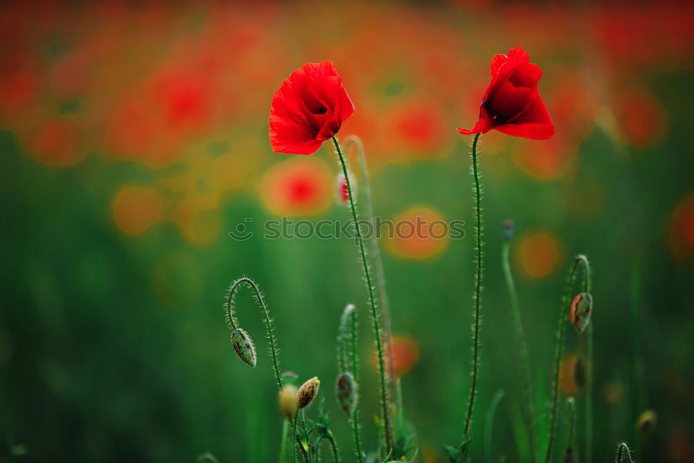 Similar – Image, Stock Photo poppy blossom Poppy Red