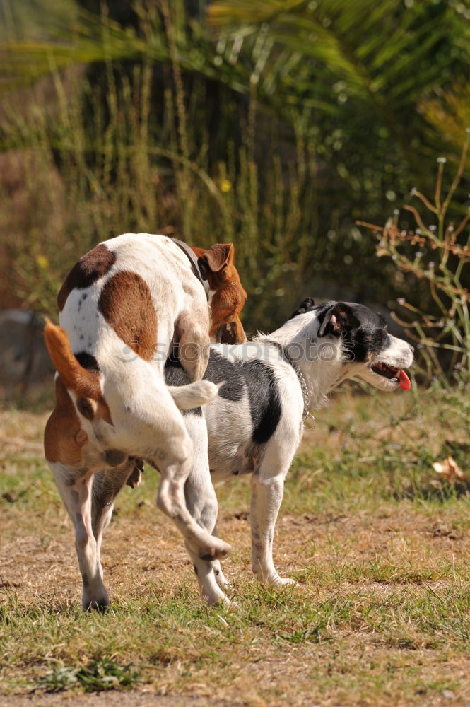 Similar – Foto Bild ICH GEH JETZT MAL WIEDER. TANZBEIN SCHWINGEN UND SO…