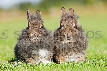 Similar – Image, Stock Photo Rabbits had wild gentleman visit…