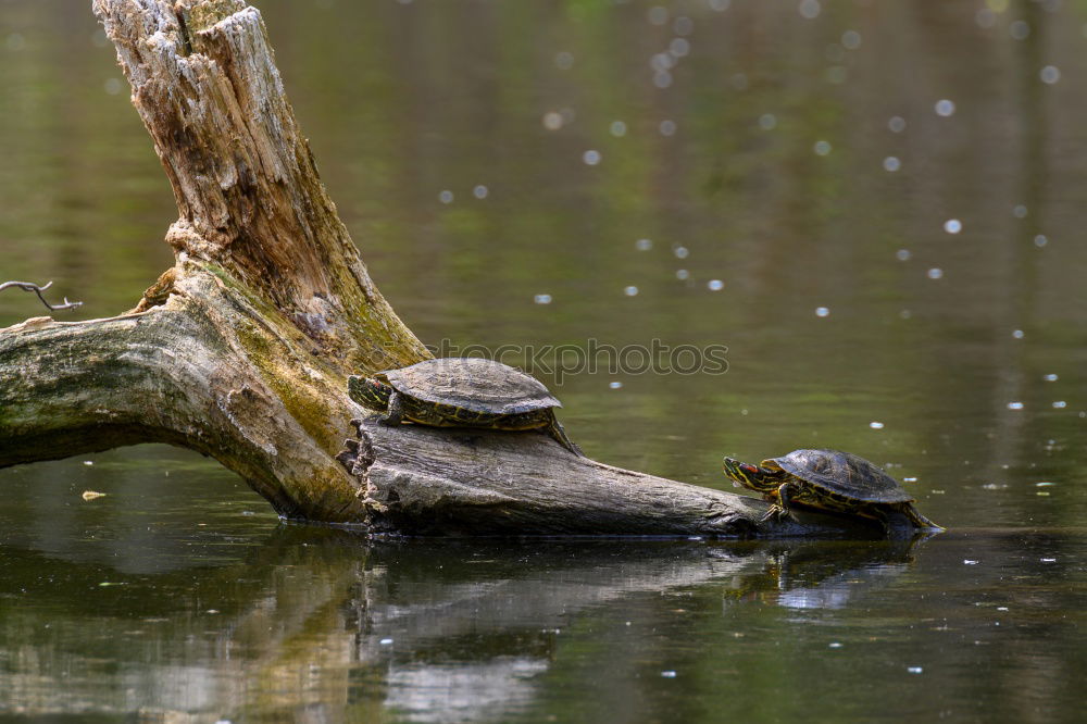 Similar – Image, Stock Photo wanderlust Turtle